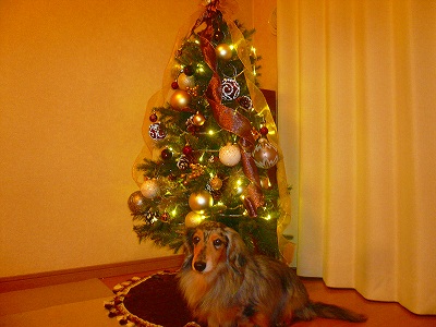 納車準備、、、クリスマス　仕度